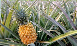 Dứa - vị thuốc tự nhiên cho sức khỏe phụ nữ