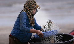 Ngư dân trúng đậm mỗi ngày nhờ loài cá giàu đạm