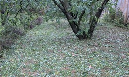 Sơn La kêu gọi tiêu thụ mơ, mận rụng do mưa đá với giá 7 ngàn đồng/kg