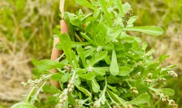 4 cách chế biến rau khúc tốt cho sức khỏe