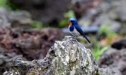 Ngắm những chú chim quý hiếm 'cực phẩm' ở vườn quốc gia vừa được công nhận