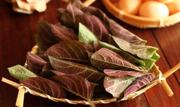 Tác dụng của lá mơ lông với sức khỏe xương khớp