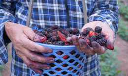 Rộn ràng mùa dâu tằm chín khiến bao người xao động ở vùng ngoại thành Hà Nội