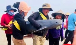 Ngư dân giải cứu, thả hai con cá heo về biển