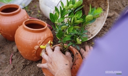 Sau Tết, nhà vườn cây cảnh Hưng Yên tất bật vào mùa ươm trồng mới