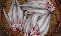 5 nhóm người không nên ăn cá khoai