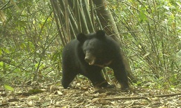 Ở nơi có 112 loài động vật quý hiếm có tên trong Sách Đỏ