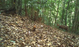 Ngắm những loài động vật quý hiếm ghi nhận qua bẫy ảnh tại Vườn quốc gia Bạch Mã