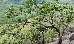 Cơn sốt cây Muội Hồng: Từ loài cây trên vách đá đến thú chơi ở bàn trà