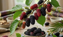 7 lợi ích sức khỏe của quả dâu tằm