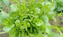 Giải nhiệt, nhuận tràng với rau mồng tơi