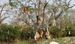 Rừng bần nguyên sinh ven sông Lam 'nghẹt thở' trong rác thải