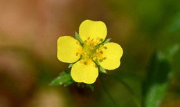 Loài hoa dại tí hon có thể là 'vũ khí' chống lại siêu vi khuẩn