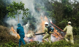 Nắng nóng, cảnh báo cháy rừng mức cao nhất ở nhiều khu vực