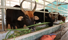 Đàn động vật quý hiếm lai ở Việt Nam được bồi dưỡng như thế nào để vượt qua nắng nóng?