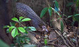 Thả 9 cá thể tê tê quý hiếm về Vườn Quốc gia Cúc Phương và Bạch Mã