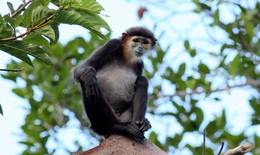 Ngắm các loài động, thực vật quý hiếm tại 2 Vườn Quốc gia ở Khánh Hoà