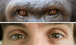 Tại sao con người có màu mắt khác các loài linh trưởng còn lại?