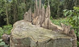 Phạt tiền và bắt phải trồng lại cây bản địa đối với người phá rừng