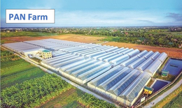 Cổ phiếu PAN đang ở mức giá hấp dẫn
