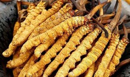 5 sai lầm phổ biến khi sử dụng đông trùng hạ thảo