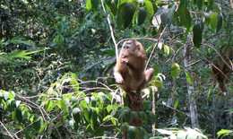 Nhiều động vật quý hiếm được thả về đại ngàn Đắk Lắk chỉ trong một ngày