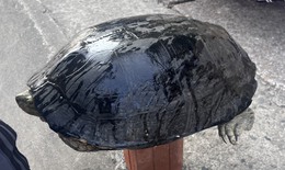 Mua rùa nuôi là tiếp tay cho hoạt động săn bắt trái phép