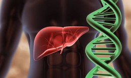 Lần đầu lập bản đồ gene gan người, hé lộ cơ chế bệnh gan nhiễm mỡ