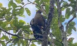 Hình ảnh ấn tượng về động vật quý hiếm khi được thả về rừng