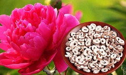 Mẫu đơn bì, vị thuốc điều hòa kinh nguyệt, giảm đau bụng kinh
