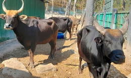 Đàn động vật quý hiếm tại Khánh Hòa 'tắc' ở khâu sinh sản