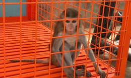 Phú Thọ: Khỉ vàng quý hiếm bị nhốt trong nhà dân nhiều năm