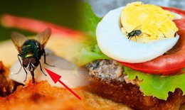 Cơ sở kinh doanh thực phẩm có ruồi, gián... có thể bị phạt đến 6 triệu đồng
