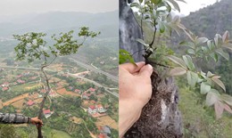 Cây muội hồng đang được săn lùng làm cảnh có gì đặc biệt?