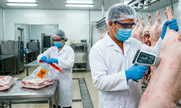 Rủi ro nghề nghiệp và hệ lụy sức khỏe từ hàng trăm tấn thịt lợn bệnh