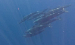 Hiếm gặp: Đàn cá voi gần 100 con bơi lượn quanh ca nô ở đảo Phú Quý