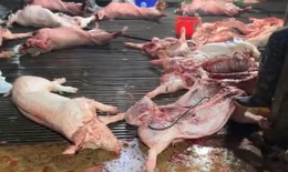 Công an làm rõ thịt lợn từ Cường Phát vào 26 bếp ăn trường học ở Hà Nội