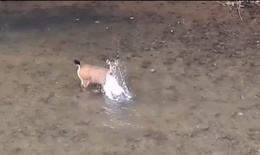 Khoảnh khắc hiếm: Nai rừng vỗ nước giữa suối ở Pù Mát