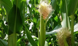 7 bài thuốc từ râu ngô cho người tăng huyết áp