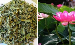 Lá sen, vị thuốc quý trong mùa hè