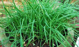 Cách dùng lá hẹ giải độc cơ thể và bảo vệ gan