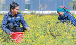 Dược liệu không chỉ là tài nguyên thiên nhiên mà còn là 'tài sản sức khỏe'