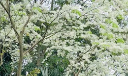 Sống chậm trong không gian xanh ở Vườn thực vật Hà Nội