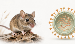 Nhiễm virus Hanta từ môi trường có nhiều chuột: cách phát hiện sớm để tránh biến chứng nguy hiểm