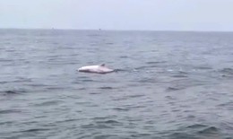 Đàn cá heo 'nhảy múa' ở vùng biển Đồ Sơn mang đến tín hiệu gì?