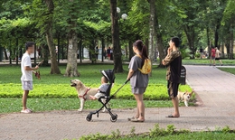Dạo công viên trong nỗi thấp thỏm vì chó không rọ mõm