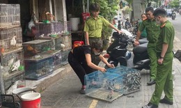 Cảnh báo nạn săn bắt chim để nuôi làm cảnh có thể bị xử phạt nặng