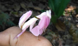 Xuất hiện động vật đẹp như hoa trên núi nổi tiếng ở Khánh Hòa
