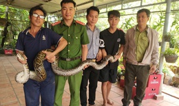 Phát hiện trăn đất nặng 14kg bất ngờ bò vào nhà dân ở Tây Ninh   