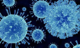 Hơn 1.700 người bị cách ly trên du thuyền sau khi 1 trường hợp tử vong do nghi nhiễm norovirus